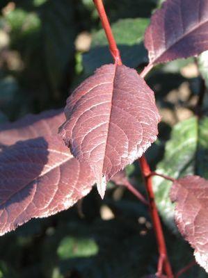 Prunus cerasifera Crimson Pointe™