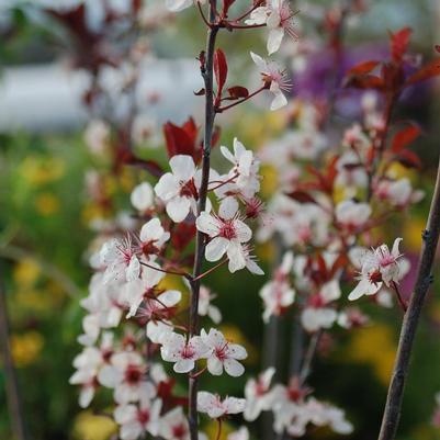 Prunus x cistena 