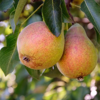 Pyrus X Moonglow