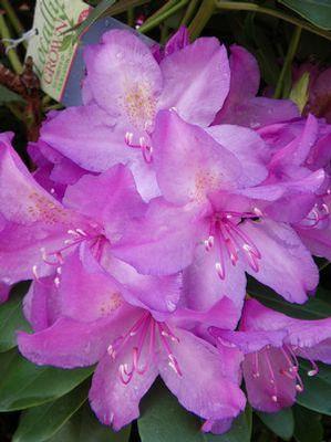 Rhododendron cat. Boursault