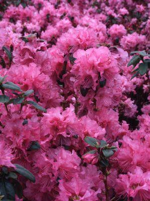 Rhododendron Olga Mezitt