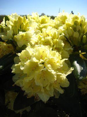 Rhododendron Capistrano