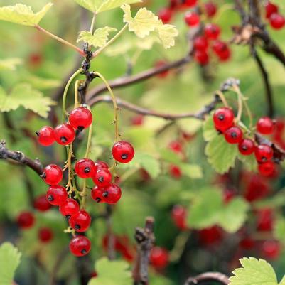 Ribes Red Lake