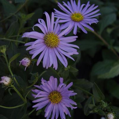 Aster 'Wood's Blue'
