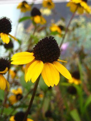 Rudbeckia triloba 