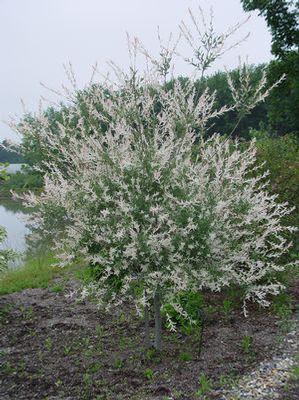 Salix integra 'Hakuro Nishiki'