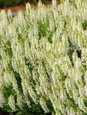 Salvia x sylvestris 'Snow Hill'
