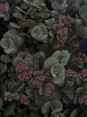 Sedum sieboldii 