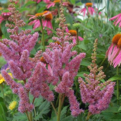 Astilbe chinensis Visions