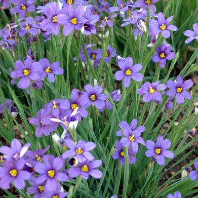 Sisyrinchium angust. 'Lucerne'