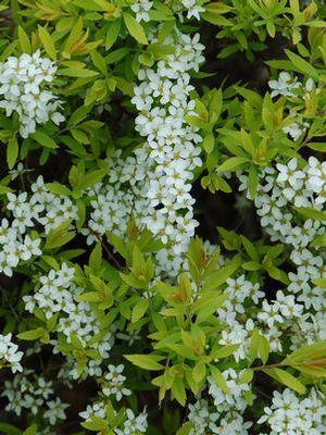 Spiraea thun. Ogon (Mellow Yellow)
