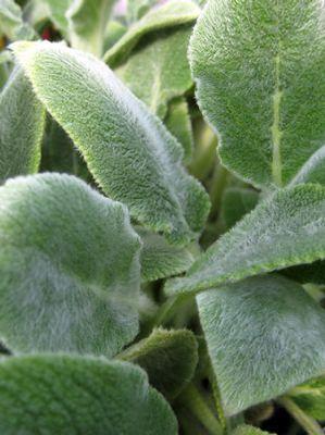 Stachys byzantina 'Silver Carpet'