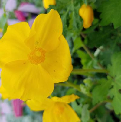 Stylophorum diphyllum 