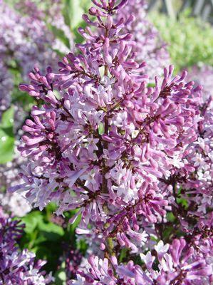 Syringa patula 'Miss Kim'