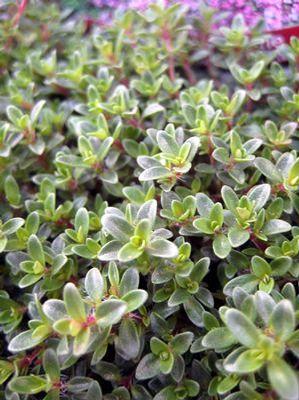 Thymus praecox Purple Carpet