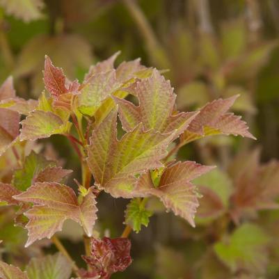 Viburnum trilobum 'Baileys Compactum'