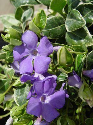 Vinca minor 'Ralph Shugert'