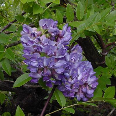 Wisteria frutescens 'Amethyst Falls'