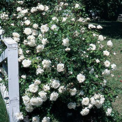 Rosa 'White Dawn'