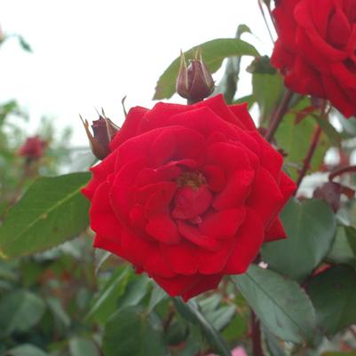 Rosa 'Europeana'