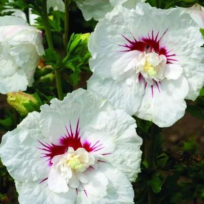 Hibiscus syriacus Bali™