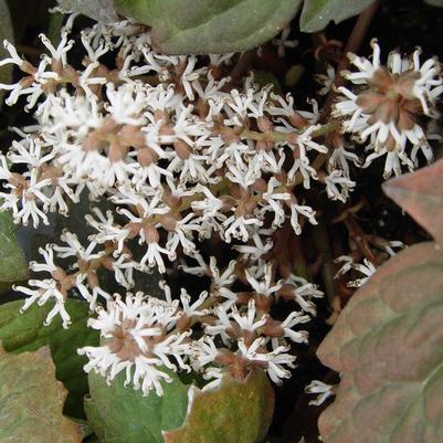 Pachysandra procumbens 