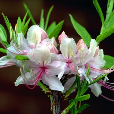 Azalea periclymenoides 