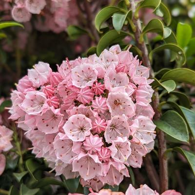 Kalmia latifolia Little Linda
