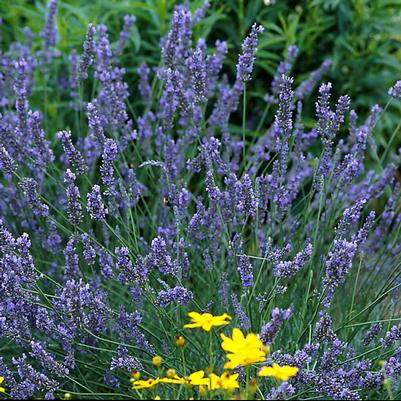 Lavandula x intermedia 'Grosso'