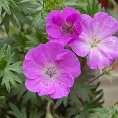 Geranium sanguineum New Hampshire