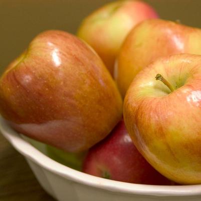 Malus X Honeycrisp