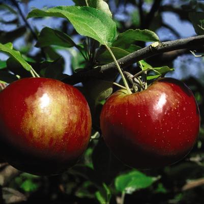 Malus Cortland