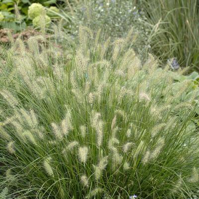 Pennisetum alopecuroides Hameln