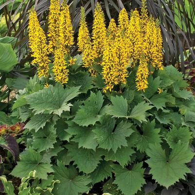 Ligularia stenocephala 'Bottle Rocket'