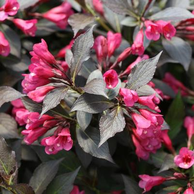 Weigela florida Spilled Wine®
