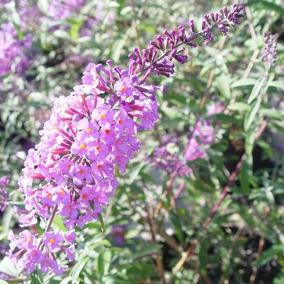 Buddleia davidii 'Nanho Blue'