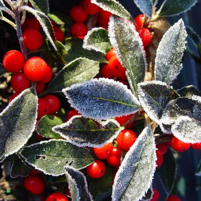 Ilex verticillata 'Red Sprite'