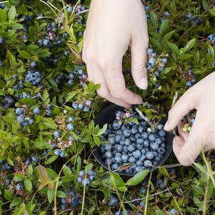 Vaccinium angustifolium 