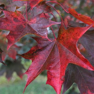 Acer platanoides x truncatum Crimson Sunset®