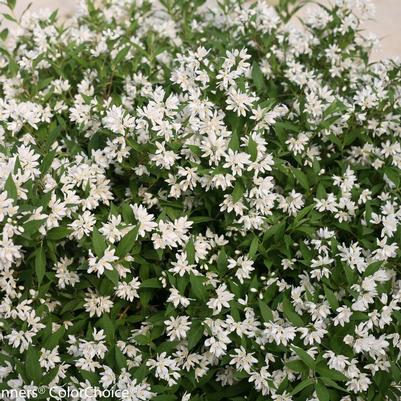 Deutzia x Yuki Snowflake®