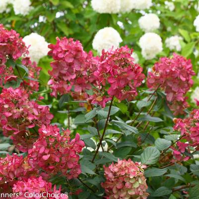 Hydrangea pan. Fire Light®