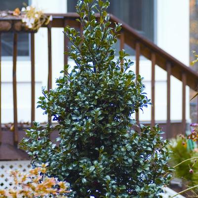 Ilex x meserveae Castle Spire®