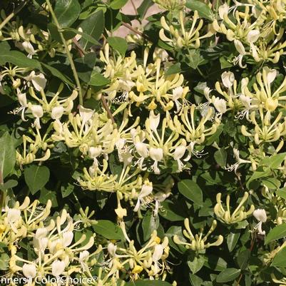 Lonicera periclymenum Scentsation