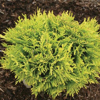 Thuja occidentalis Anna's Magic Ball®