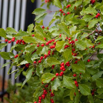Ilex verticillata Wildfire™