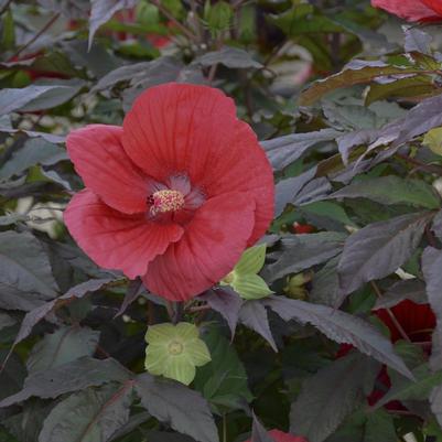Hibiscus x Midnight Marvel