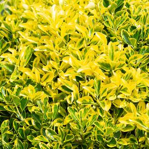 Euonymus japonica Aureo-Marginata