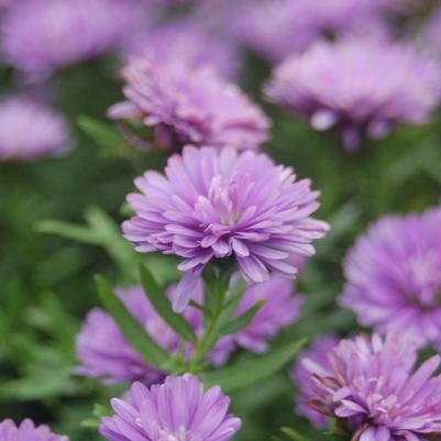 Aster novi-belgii Henry™ I Blue