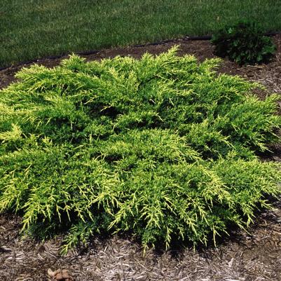 Juniperus chinensis Old Gold