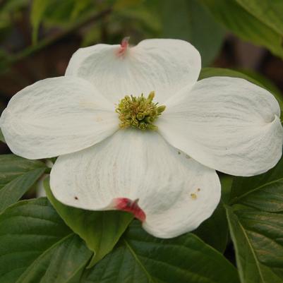Cornus florida 'Cloud 9'